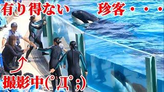 【ハプニング】シャチショー中に珍客乱入・・ 鴨川シーワールド シャチパフォーマンス KamogawaSeaWorld  orca killerwhale