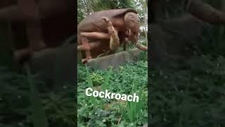Giant Cockroach | Insectlandia