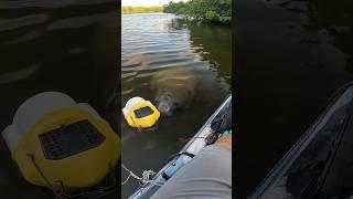 This Manatee Would Not Let Me Fish #KayakFishing