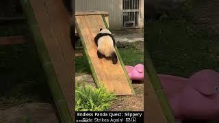 Endless Panda Quest  Slippery Slide Strikes Again