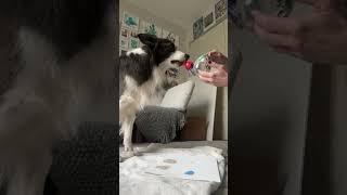 Dog paints wine glasses!