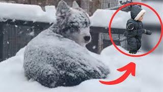 Des gens ont trouvé un chien sur le point de geler, le chien sauvait un bébé et...