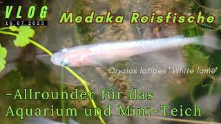 Medaka Oryzias latipes white lame / Yang Guifei für Aquarium und Mini-Teich! #Vlog #aquaristik