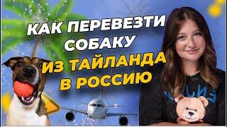 Как привезти собаку из Таиланда в Россию 2023 | с собакой Пхукет-Москва| список документов