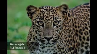 The leopards of Yala Block 5 | Leopard Trails