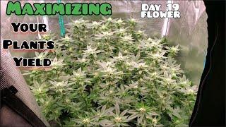 The Ultimate 2X2 Plant  part 6 Maximizing your yield Day 82/ Day 19 Flower  under Mars Hydro FC-3000