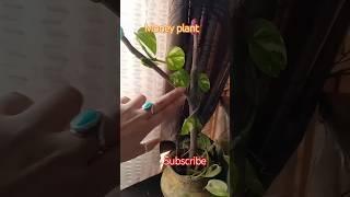 how to decorate money plant #shortvideos #decoration  #gardening #shorts