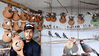 Java sparrow bird colony setup#java bird#parrot #like #comment #subscribe #java