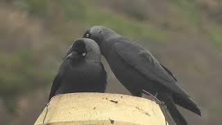 Jackdaw Love