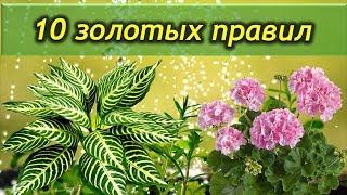 10 золотых правил ухода за комнатными растениями. Это должен знать каждый цветовод.