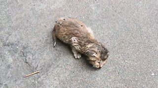 The abandoned kitten, crying next to the trash, was taken home and carefully nurtured to grow.️