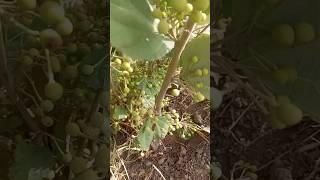 falsa plant on fruiting #farming #garden #gardentech