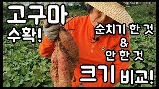 고구마 수확! 순치기 한 것과 안 한 것의 크기 차이는!? - 주말농장 [일꾼TV]