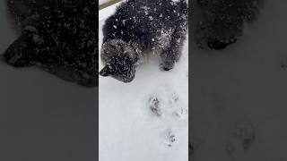 Maine Coon Cat Fluffy Fur Meets Falling Snow!