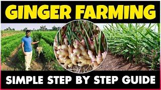 Ginger Cultivation | How to grow Ginger at Home | Planting, Care, Harvesting | Ginger Farming