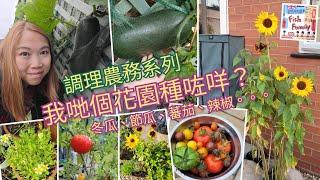 UK魚糧Family - 調理農務系列 我地個花園種咗咩植物？️喺英國種冬瓜節瓜🪴