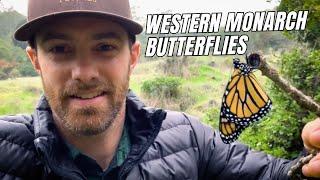 Monarch Butterflies | Minute with Matt