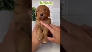 Meadow - Female Mini Goldendoodle #dogsofyoutube #doodle #puppies #goldendoodle #minigoldendoodle