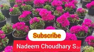Aatish Nayaz  channel Nadeem Choudhary S