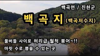 [진천]_ 백곡지(백곡저수지) / 물버들 사이 허리급 붕어 포인트 / 배스터 / 충북 진천군 백곡면 사송리