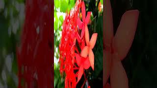 #shorts // sktamilmax //gardening ideas for home // trailer // #garden #homegarden @sktamilmax7555