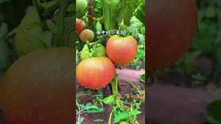 陶渊明的蔬菜园，向往吗