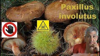 Paxillus involutus - Pillole di Micologia - Conoscere i funghi con Giacomo Jack Ispettore Micologo -