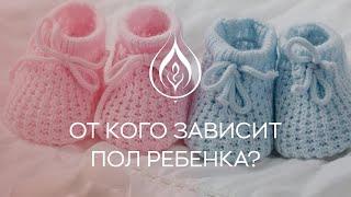 ​‍️​ От кого зависит пол ребенка?