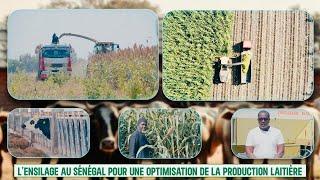 Ô'Découverte: L'Ensilage au Sénégal pour une optimisation de la production laitière