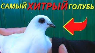 А у вас были такие ХИТРЫЕ ГОЛУБИ / pigeon pigeons