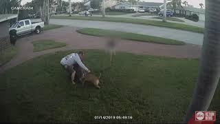 Video captures dog attack in St. Petersburg, child tries to break it up