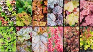 HEUCHERA VARIETIES - Plants Weekly