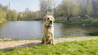 Meet our Labrador Troy - almost 2 y.o. | Troy with his friends Rocket, Ziggy, Cloud and many more!