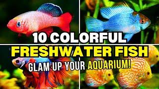 Top 10 Most Colorful Freshwater Fish! | Colorful Fish In Aquarium