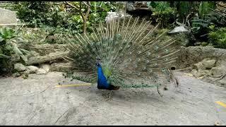 Peacock spreading its feathers