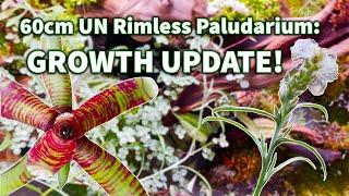 UN 60cm Rimless Paludarium Tissue Cultures, Plants & Bromeliad growth update