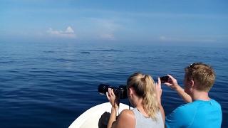 Watching Dolphins in the Ocean of Sabang (Pulau Weh)