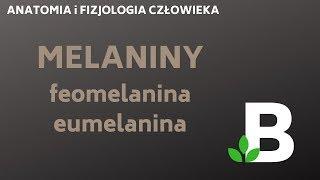 Melaniny FEOMELANINA EUMELANINA - ANATOMIA i FIZJOLOGIA człowieka - KOREPETYCJE z BIOLOGII - 272