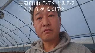 (봉팔티비) 뭐시라고? 표고화고라고? 이게 머선일이고??