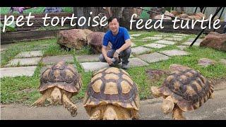 Where to go in Singapore during covid | The Live Tortoise and Turtle Museum