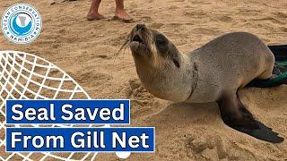 Seal Saved From Gill Net