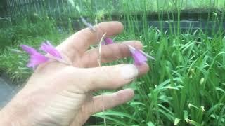 Growing dierama at stinky ditch nursery July ‘19