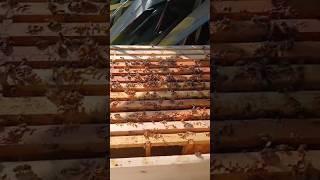 Bee Inspection! #garden #beehive #beekeeping #thebeekeeper #honeybee #queenbee