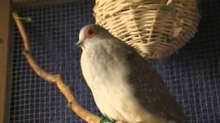 Diamanttaube Gurrt / diamond dove cooing