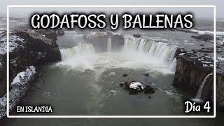 Vamos a ver BALLENAS en Islandia / La caravana aparece NEVADA