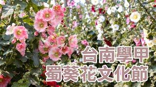 2023台南蜀葵花季｜學甲「蜀葵花文化節」鄉村最美花海準備盛開｜學甲光華里蜀葵花｜13的旅行