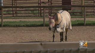 Horse Nonprofit On Alert To Keep Animals Safe From 'VSV'