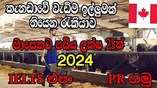 කැනඩාවේ ගොවිපල රැකියා 2024 | Job Bank | Career Couch | NO IELTS NO EDUCATION