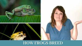 How frogs breed || Understanding frog breeding behavior || some curious facts about frog breeding