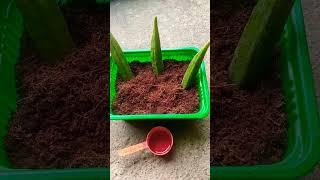 bhindi/okra propogation#viral #how #beautiful #flower #trending #ytshorts #ghar #gamle